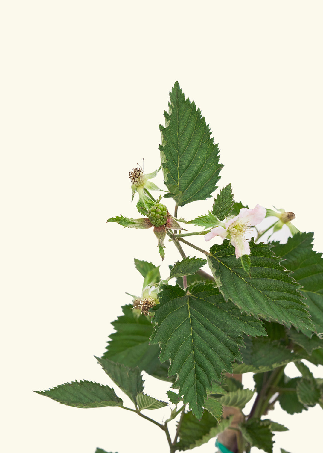 Blackberry Bush, Large in a grow pot