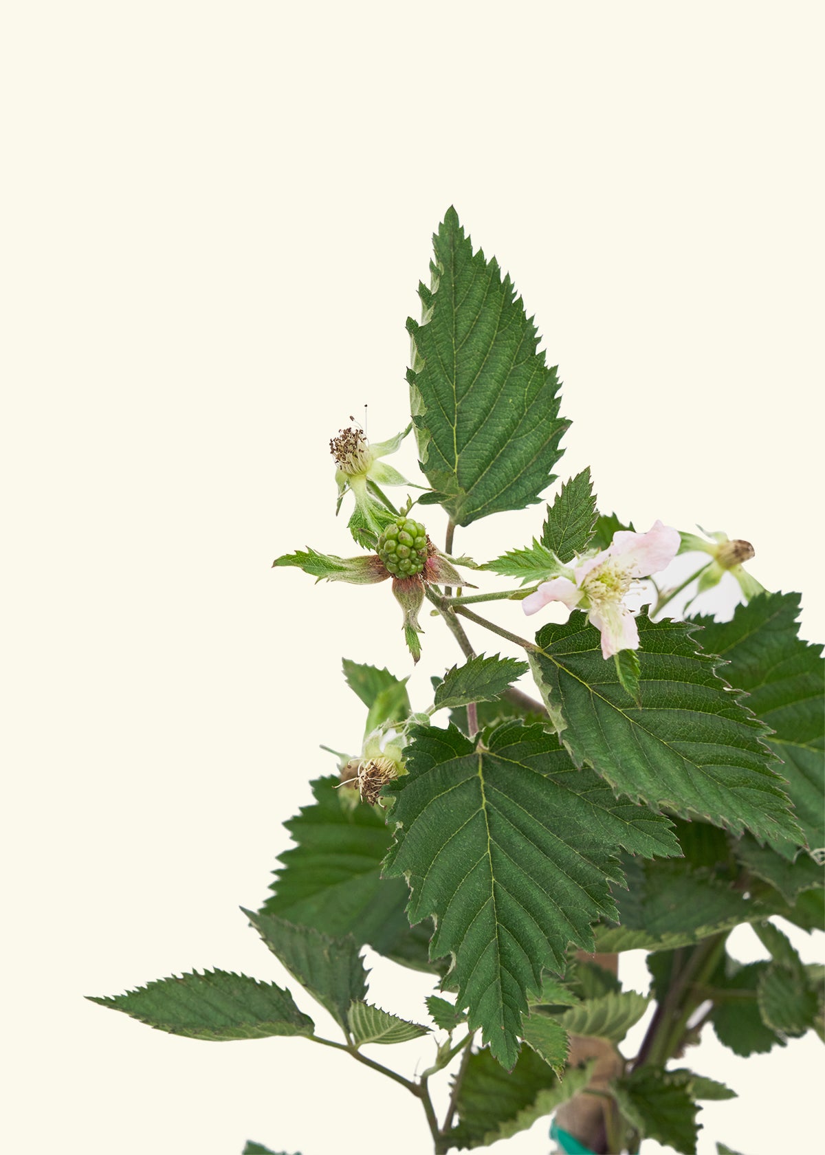 Blackberry Bush, Large in a grow pot