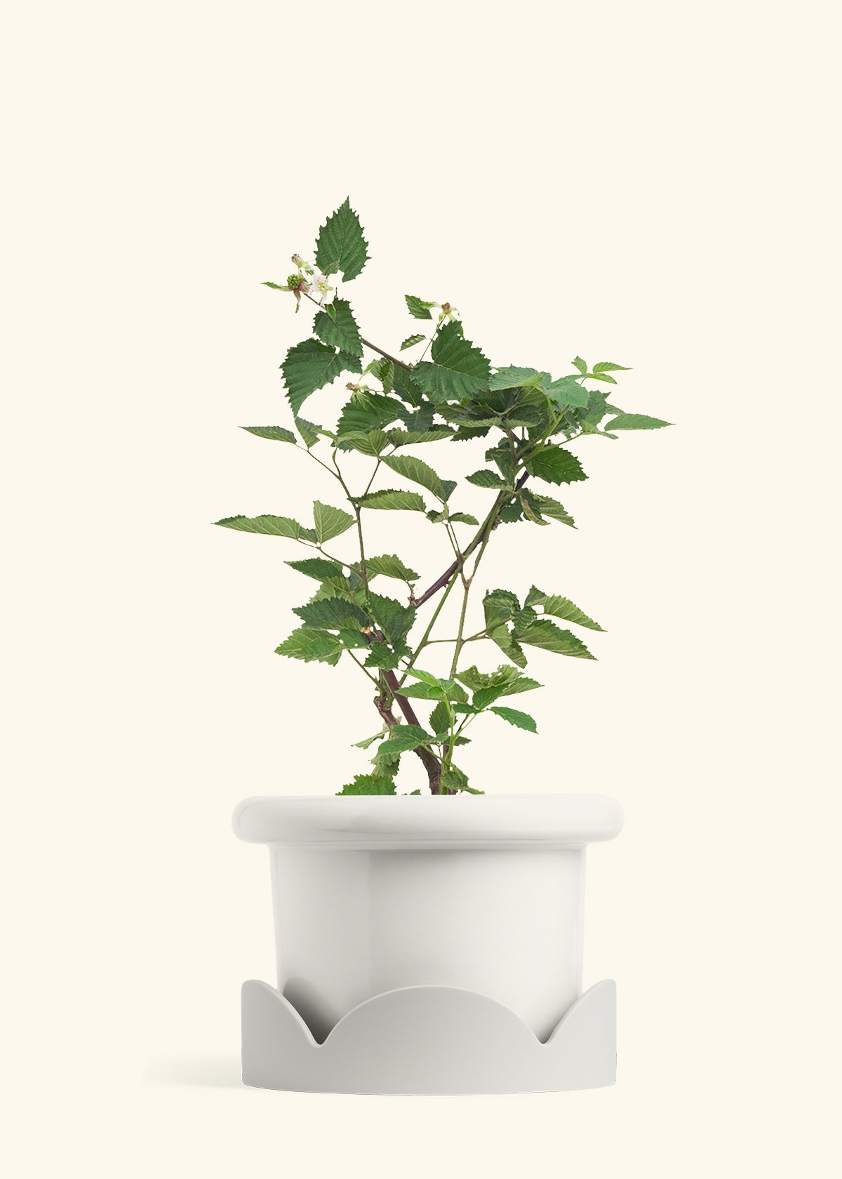 Fat Lip Planter Tray Combo, Polar White