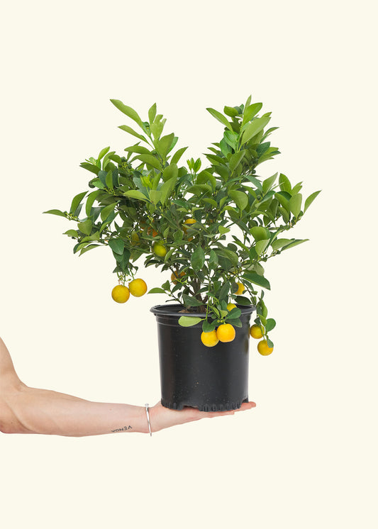 Calamansi Bush, Large in a grow pot