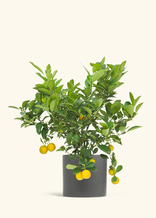 Calamansi Bush in a 7 inches Charcoal Classic Cylinder Planter 