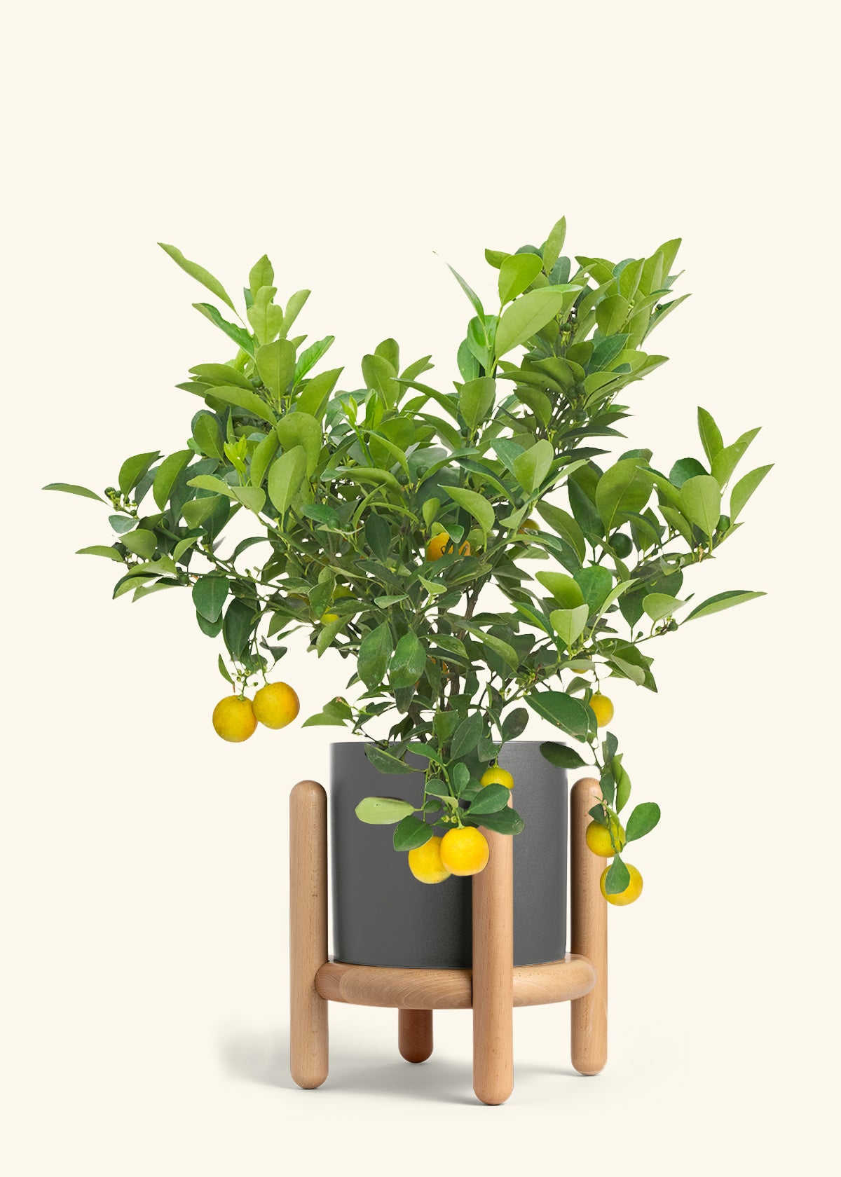 Calamansi Bush in a 7 inches Charcoal Classic Cylinder Planter in a Beech Wood Stand