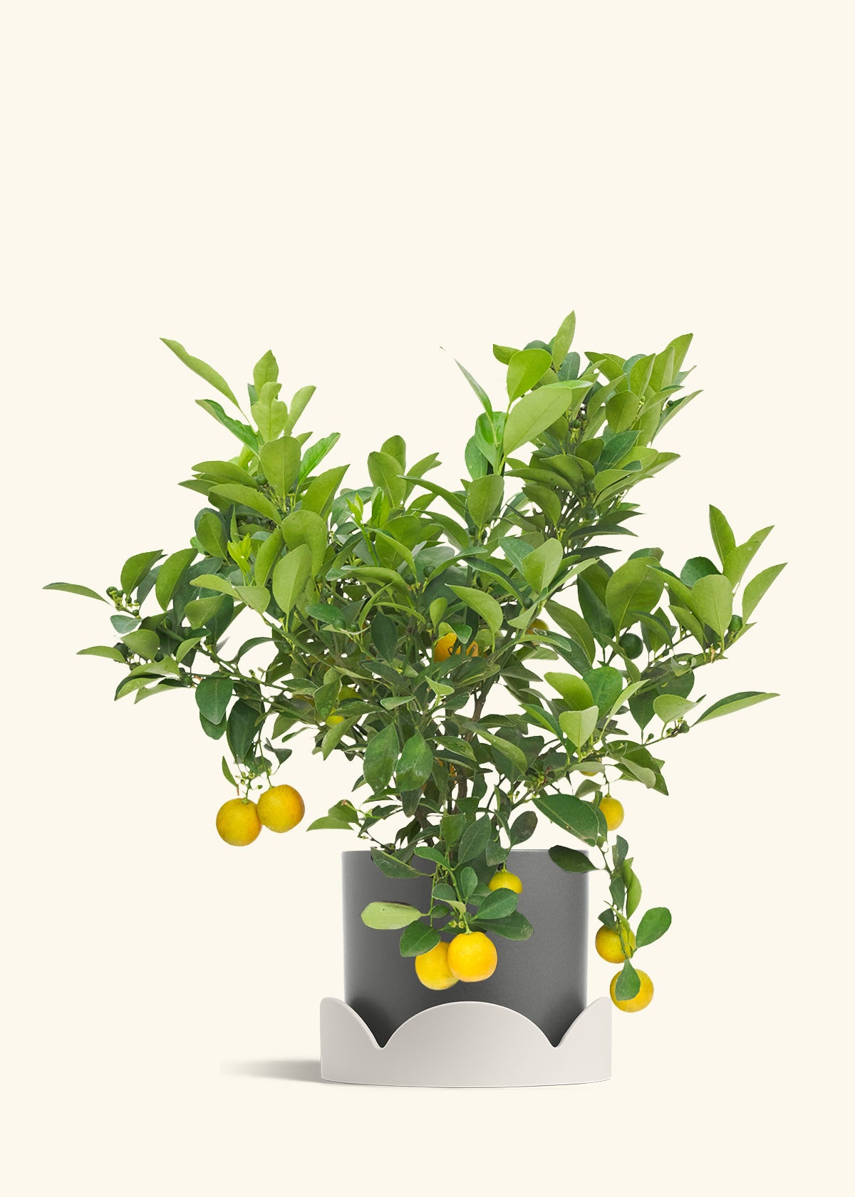 Calamansi Bush in a 7 inches Charcoal Classic Cylinder Planter in a Oat Petal Drip Tray