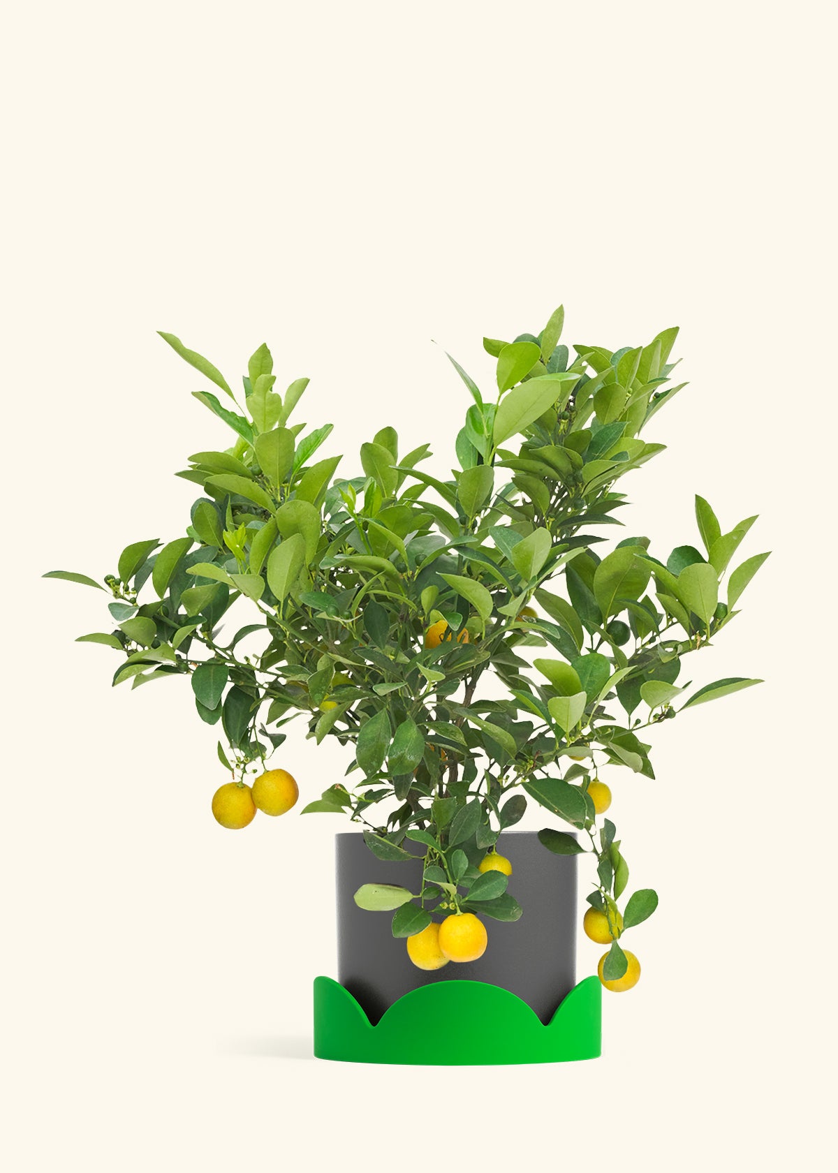Calamansi Bush in a 7 inches Charcoal Classic Cylinder Planter in a Shamrock Petal Drip Tray