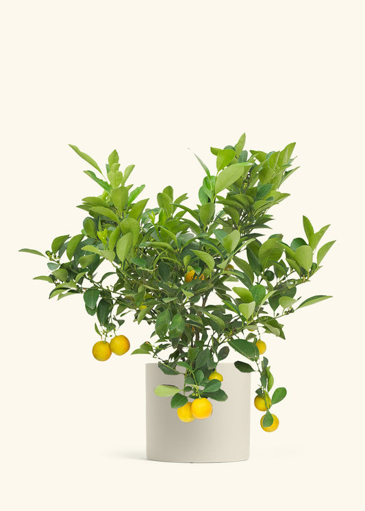 Calamansi Bush in a 7 inches Oat Classic Cylinder Planter 