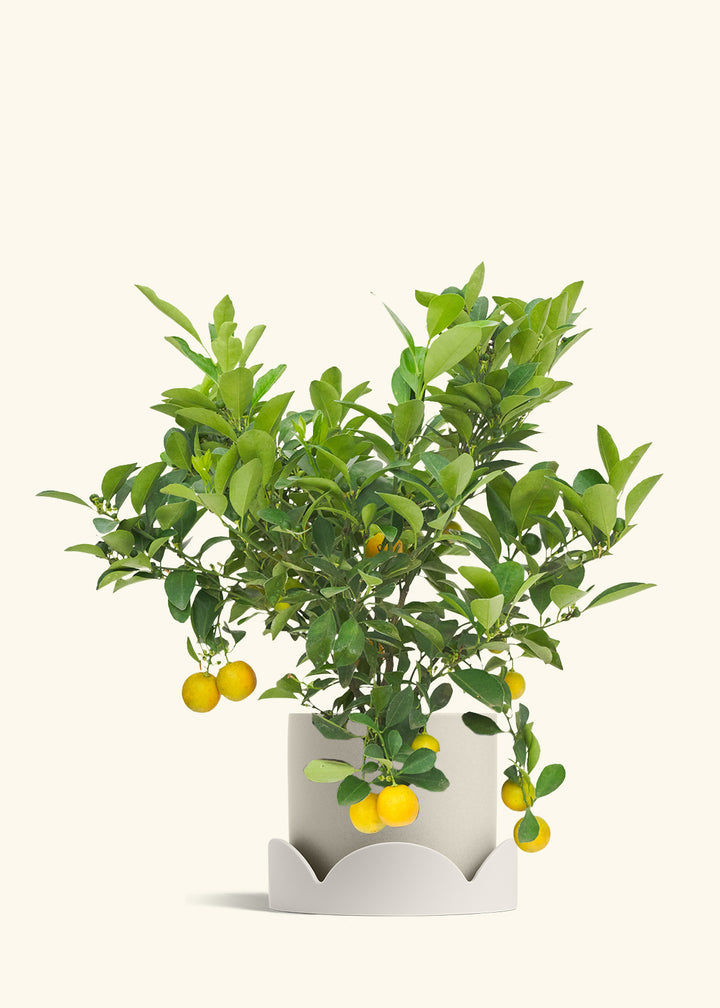 Calamansi Bush in a 7 inches Oat Classic Cylinder Planter in a Oat Petal Drip Tray