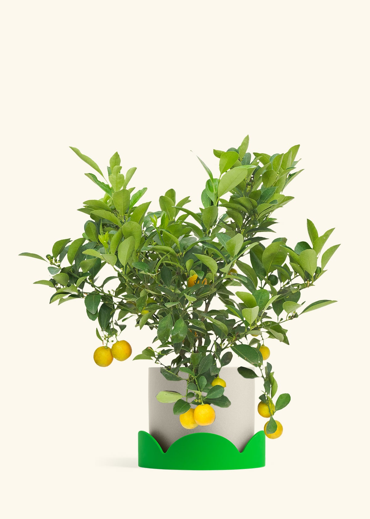 Calamansi Bush in a 7 inches Oat Classic Cylinder Planter in a Shamrock Petal Drip Tray