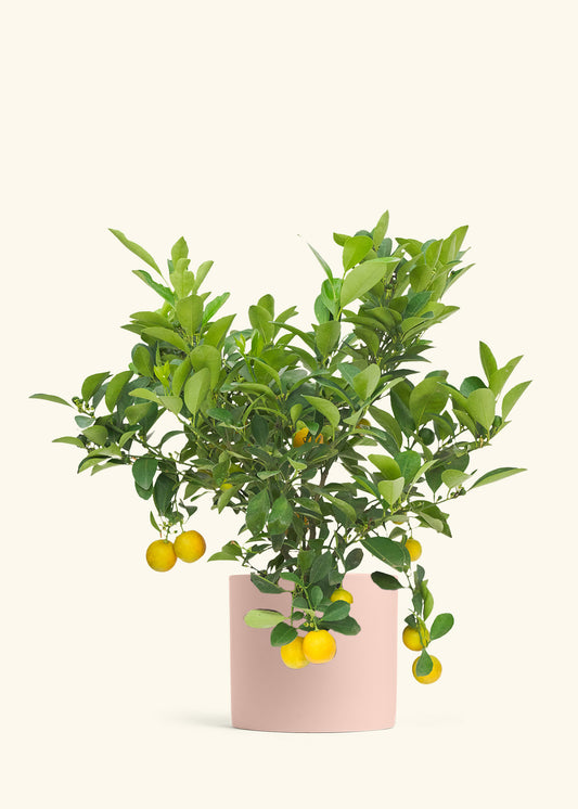 Calamansi Bush in a 7 inches Pink Classic Cylinder Planter 