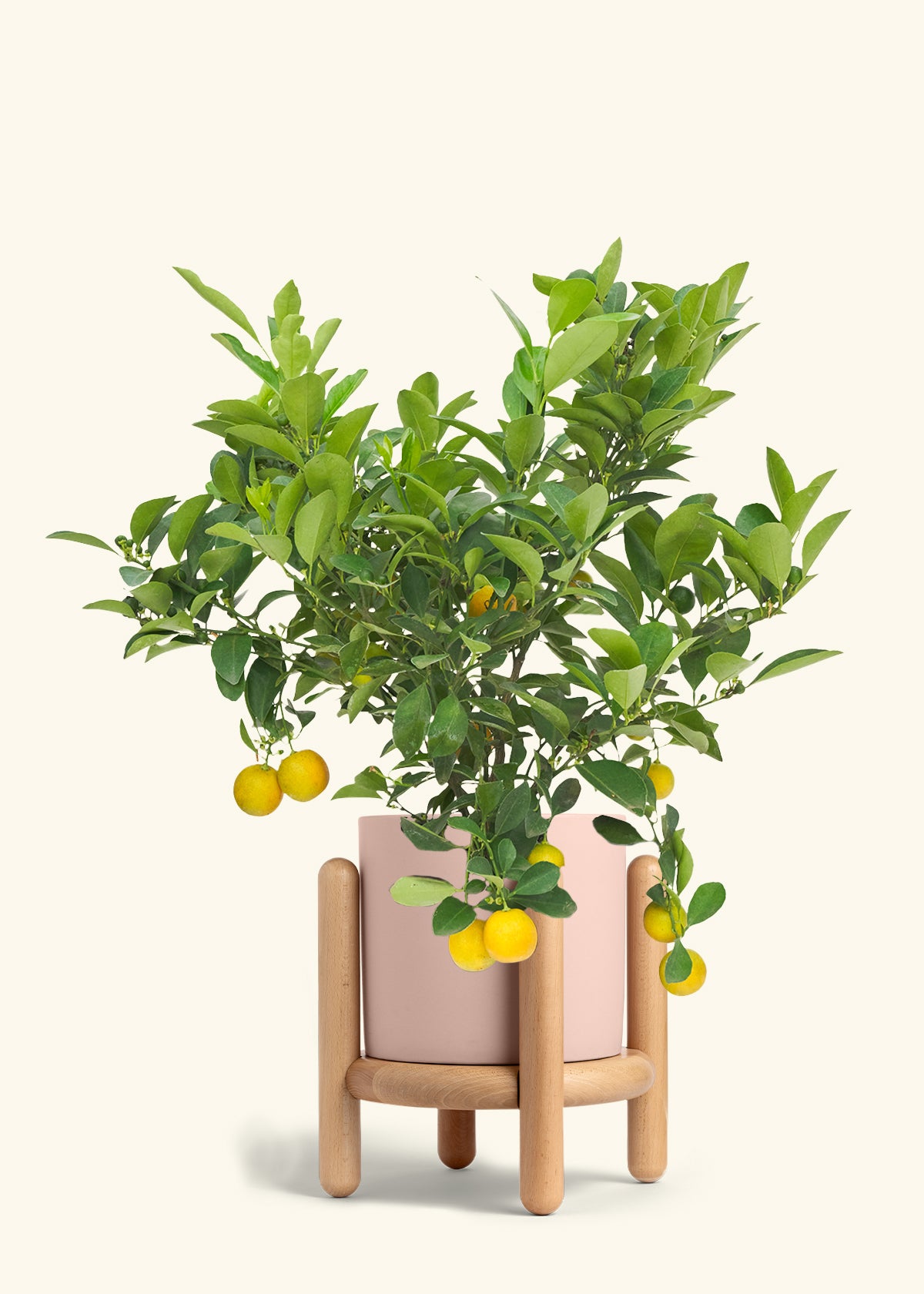 Calamansi Bush in a 7 inches Pink Classic Cylinder Planter in a Beech Wood Stand