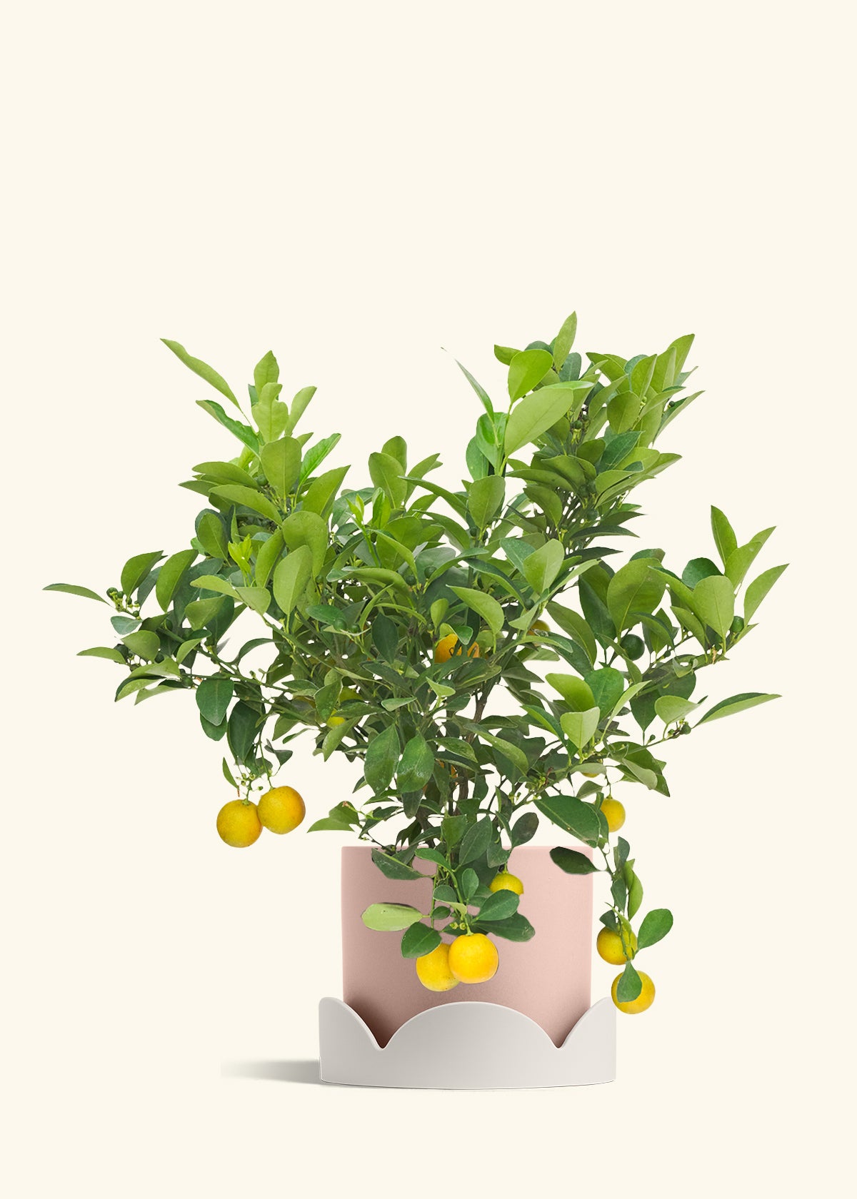 Calamansi Bush in a 7 inches Pink Classic Cylinder Planter in a Oat Petal Drip Tray