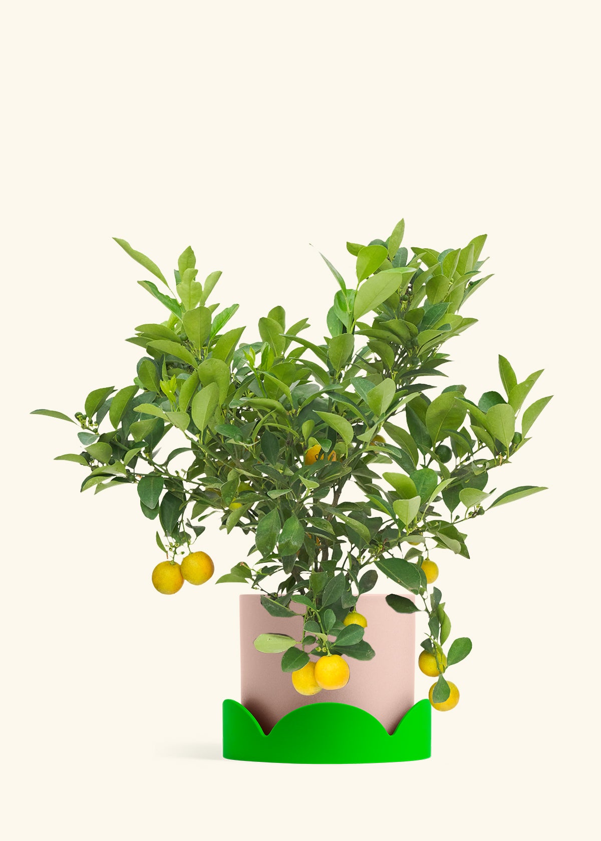 Calamansi Bush in a 7 inches Pink Classic Cylinder Planter in a Shamrock Petal Drip Tray