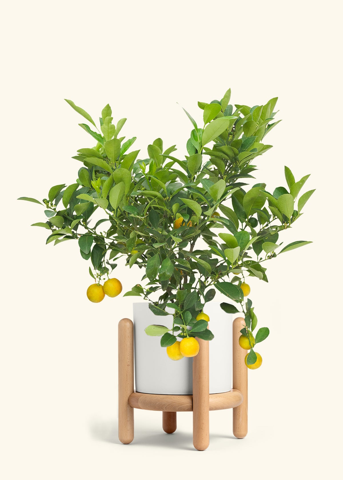 Calamansi Bush in a 7 inches White Classic Cylinder Planter in a Beech Wood Stand