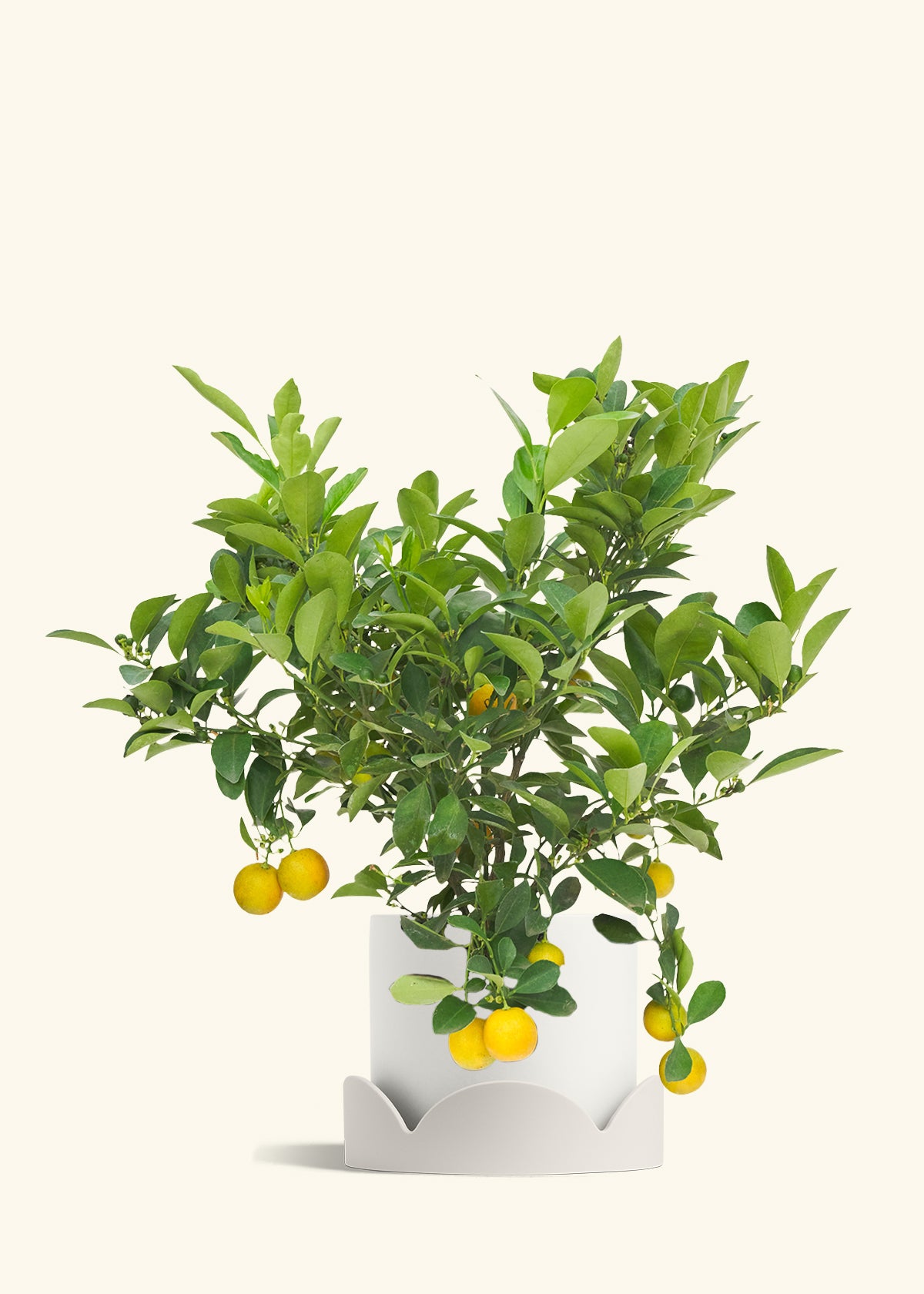 Calamansi Bush in a 7 inches White Classic Cylinder Planter in a Oat Petal Drip Tray