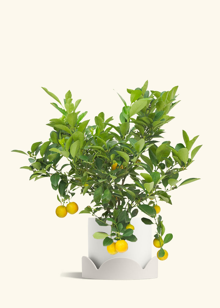 Calamansi Bush in a 7 inches White Classic Cylinder Planter in a Oat Petal Drip Tray