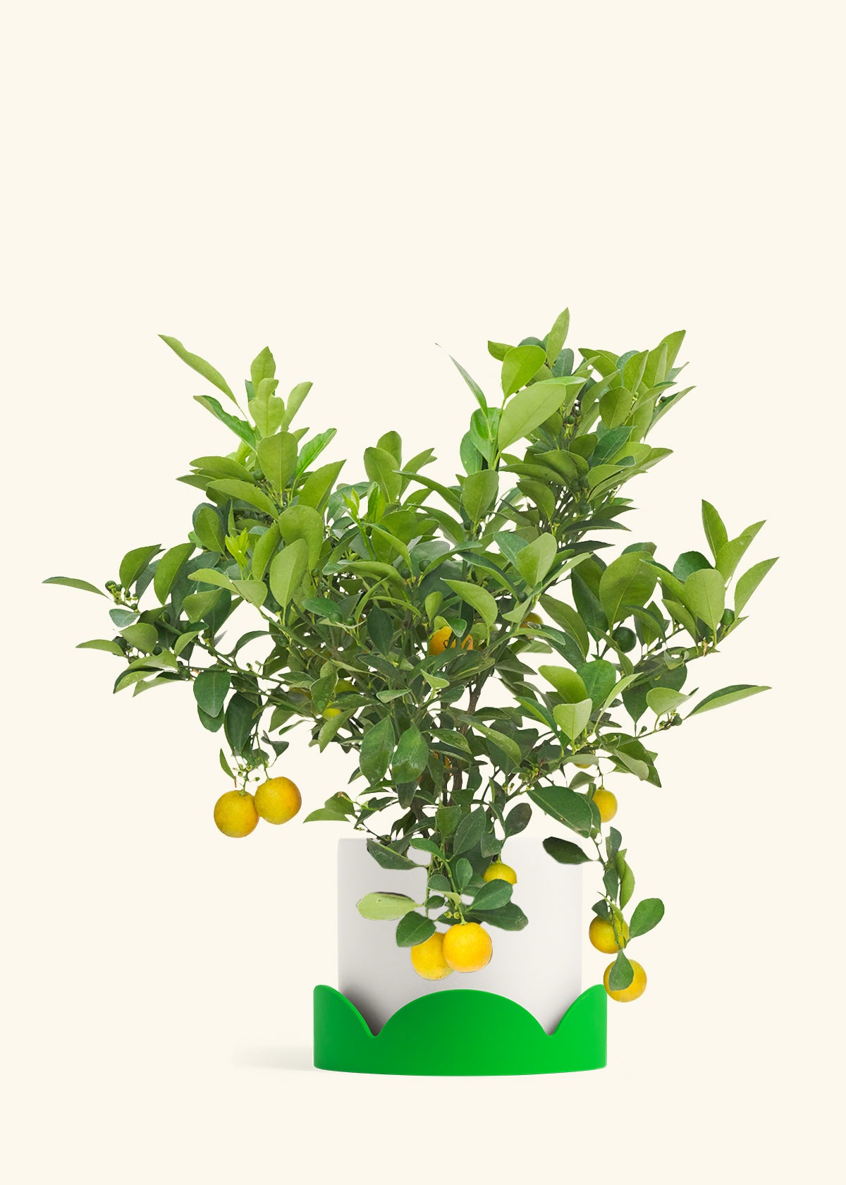 Calamansi Bush in a 7 inches White Classic Cylinder Planter in a Shamrock Petal Drip Tray