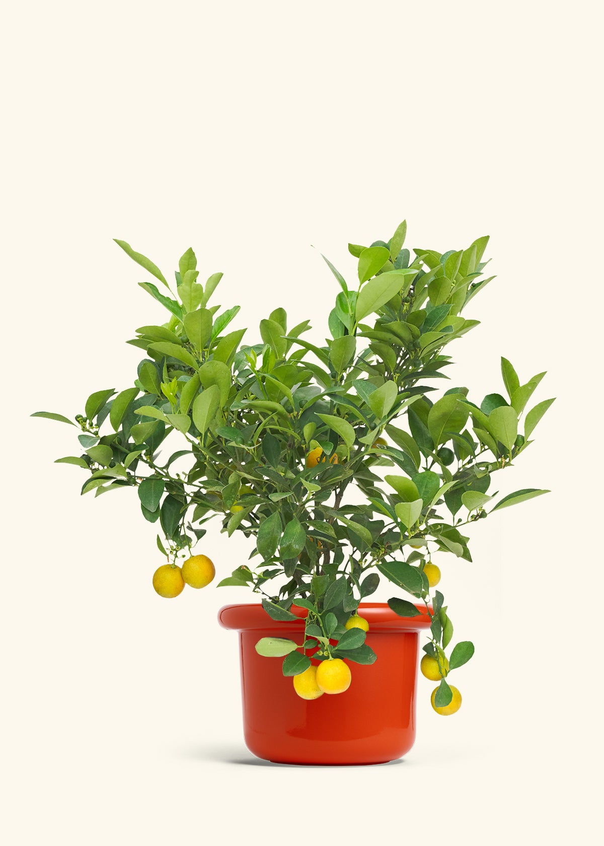 calamondin orange tree cats Calamansi Tree – Hey Rooted