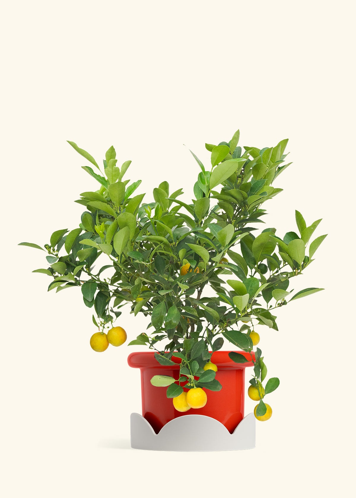 Calamansi Bush in a 7 inches Fat Lip Red Planter in a Oat Petal Drip Tray