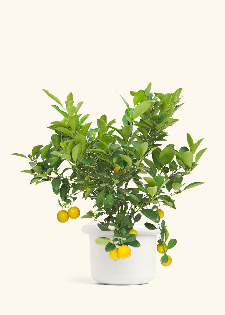 Calamansi Bush in a 7 inches Fat Lip White Planter 