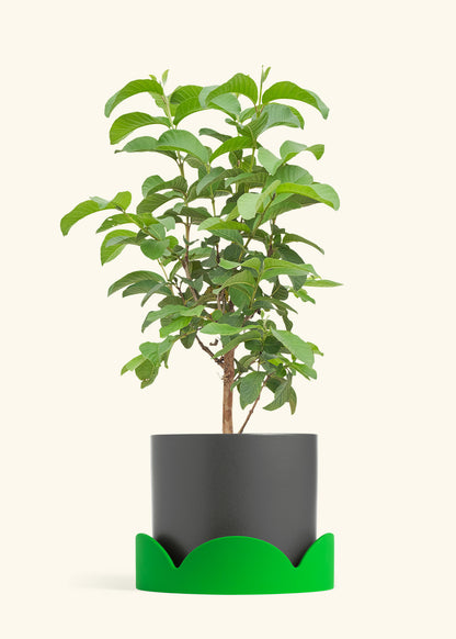 Guava Tree in a 10 inches Charcoal Classic Cylinder Planter in a Shamrock Petal Drip Tray