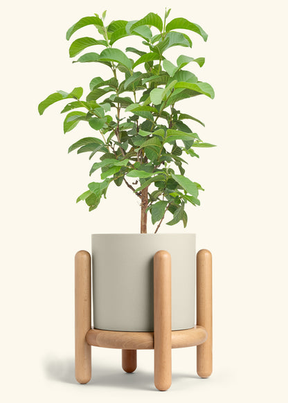 Guava Tree in a 10 inches Oat Classic Cylinder Planter in a Beech Wood Stand
