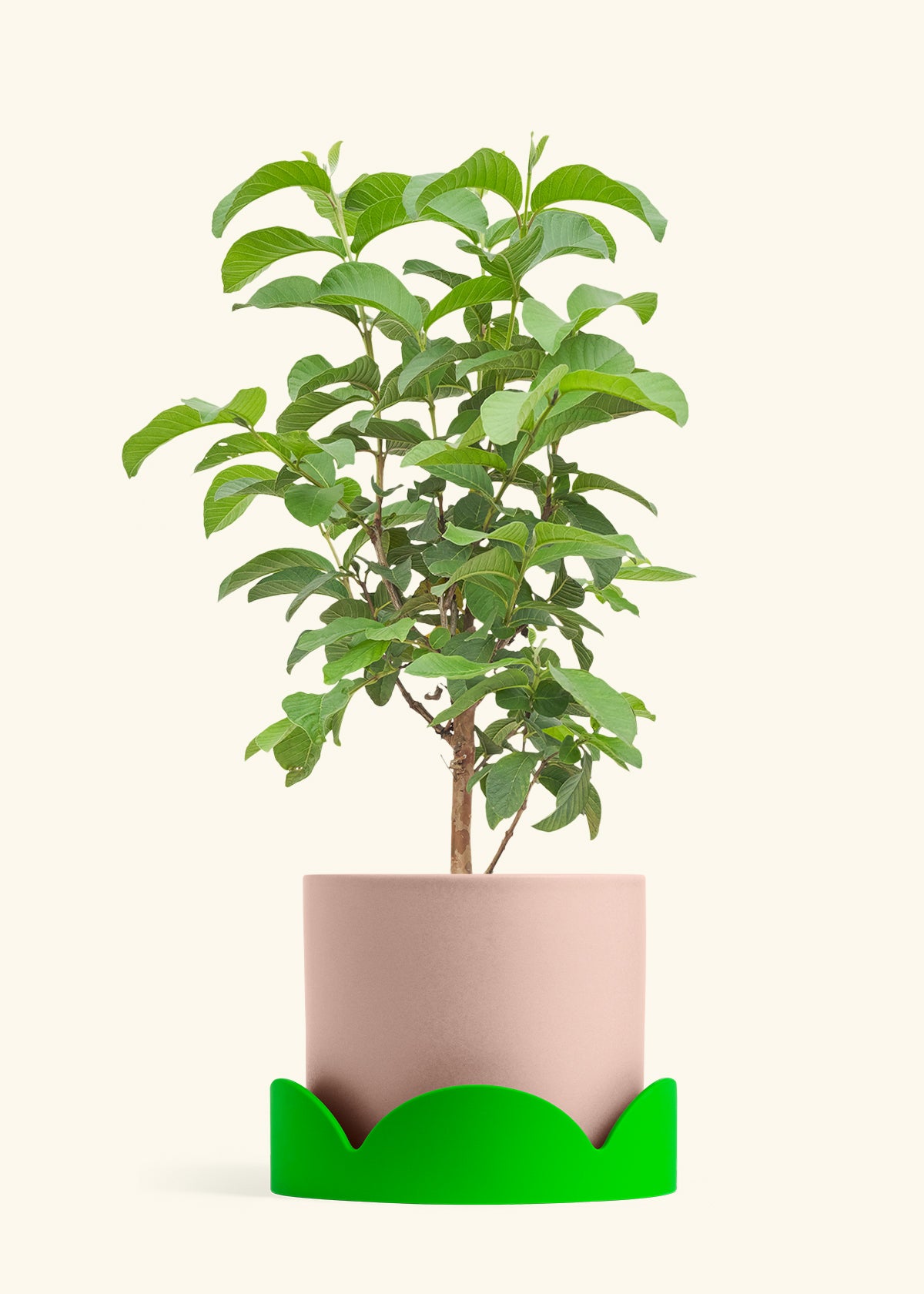 Guava Tree in a 10 inches Pink Classic Cylinder Planter 