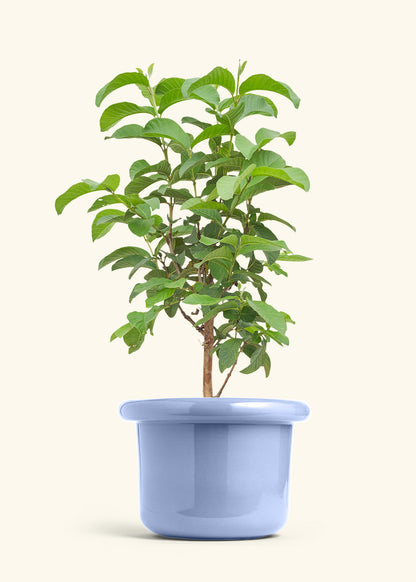 Guava Tree in a 10 inches Fat Lip Blue Planter 