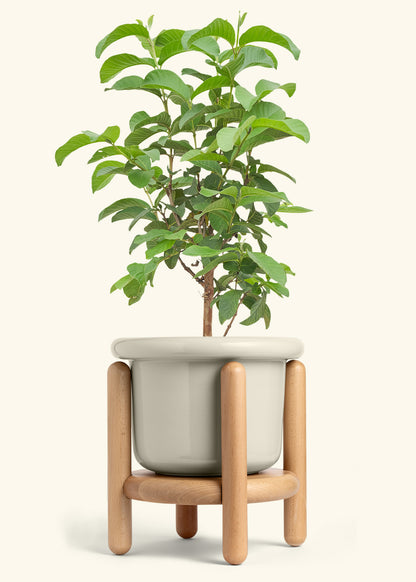 Guava Tree in a 10 inches Fat Lip Oat Planter in a Beech Wood Stand