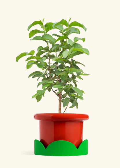 Guava Tree in a 10 inches Fat Lip Red Planter in a Shamrock Petal Drip Tray