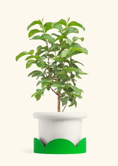 Guava Tree in a 10 inches Fat Lip White Planter in a Shamrock Petal Drip Tray