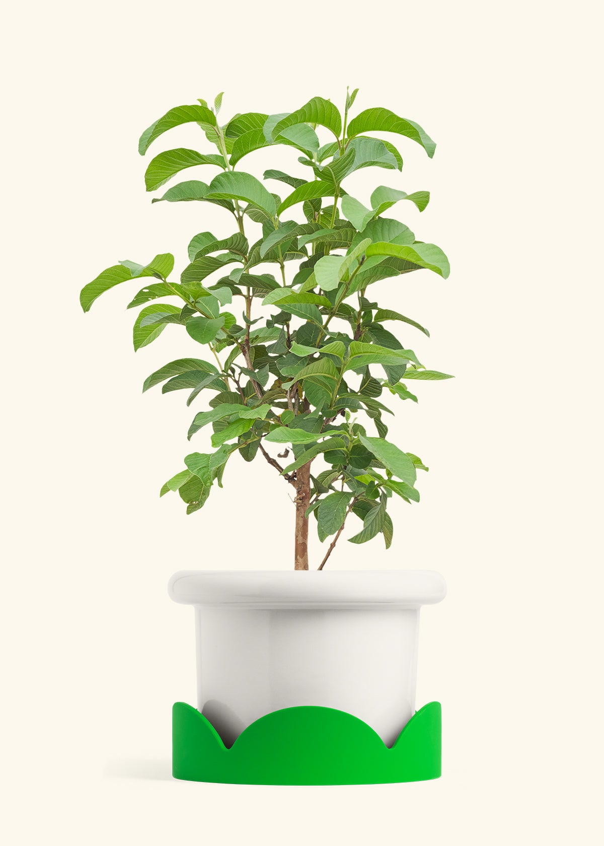 Fat Lip Planter Tray Combo, Polar White