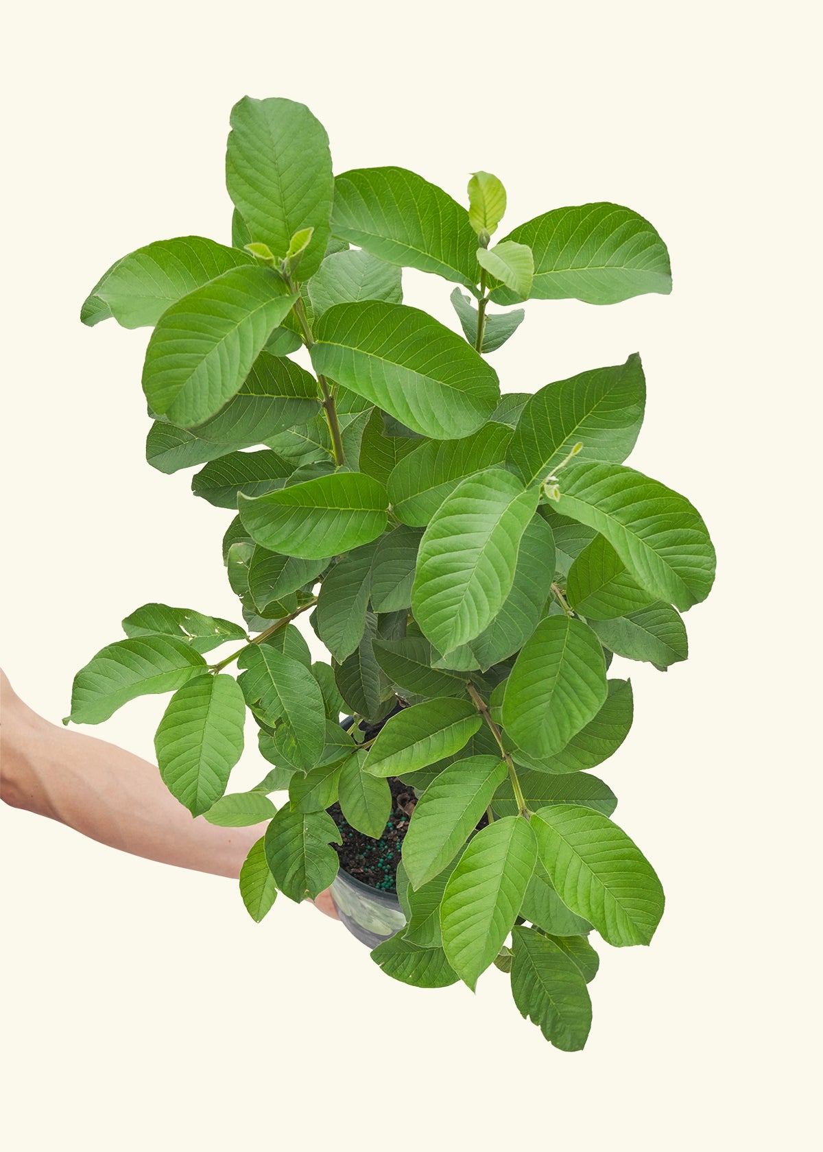 Guava Tree in a 7 inches grow pot