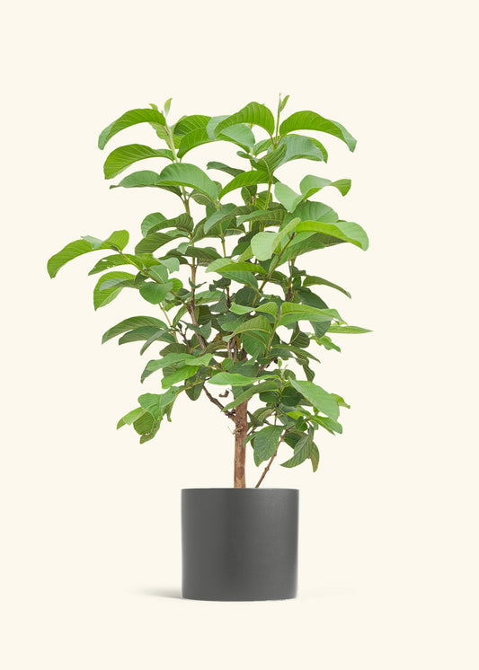 Guava Tree in a 7 inches Charcoal Classic Cylinder Planter 