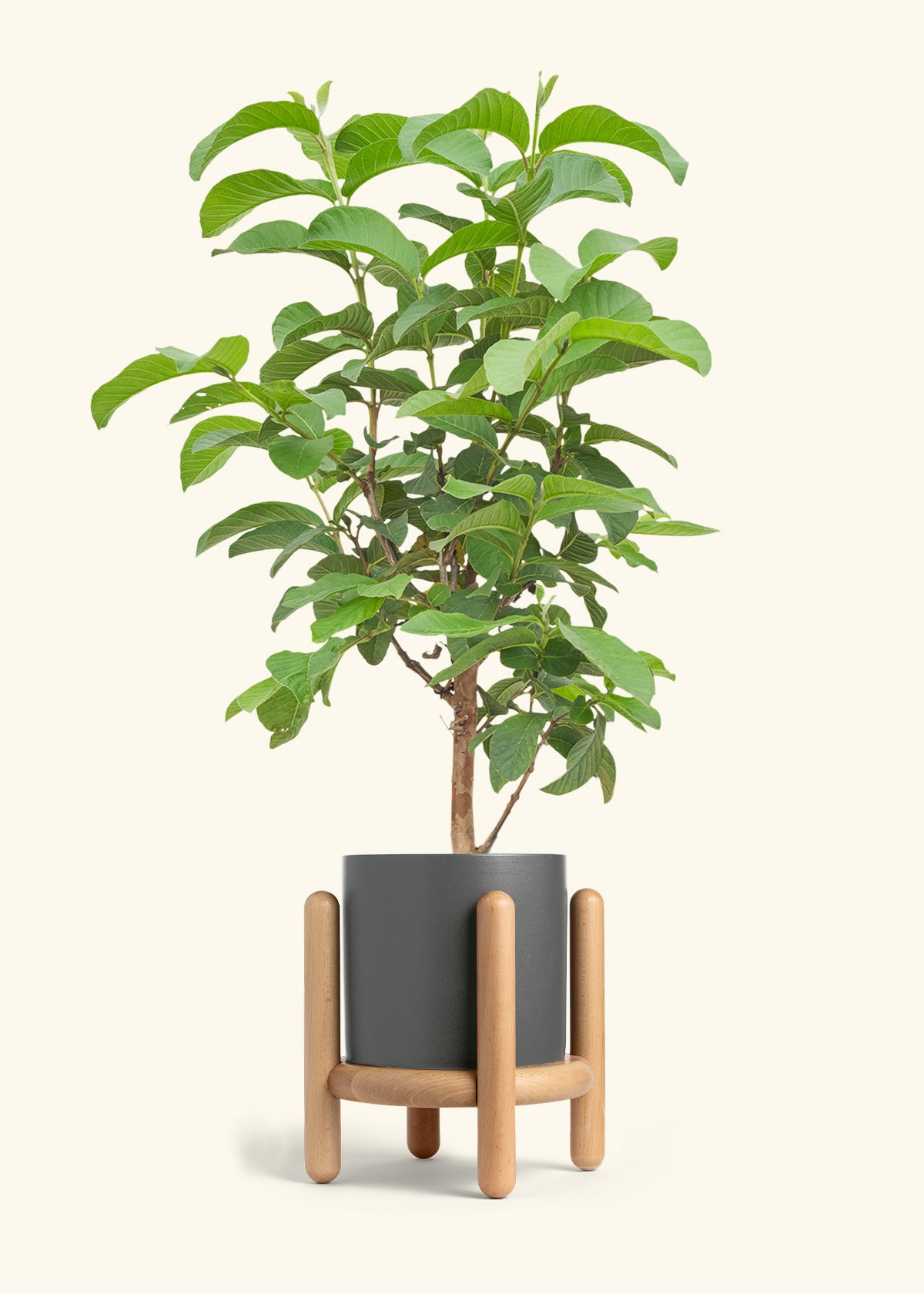 Guava Tree in a 7 inches Charcoal Classic Cylinder Planter in a Beech Wood Stand