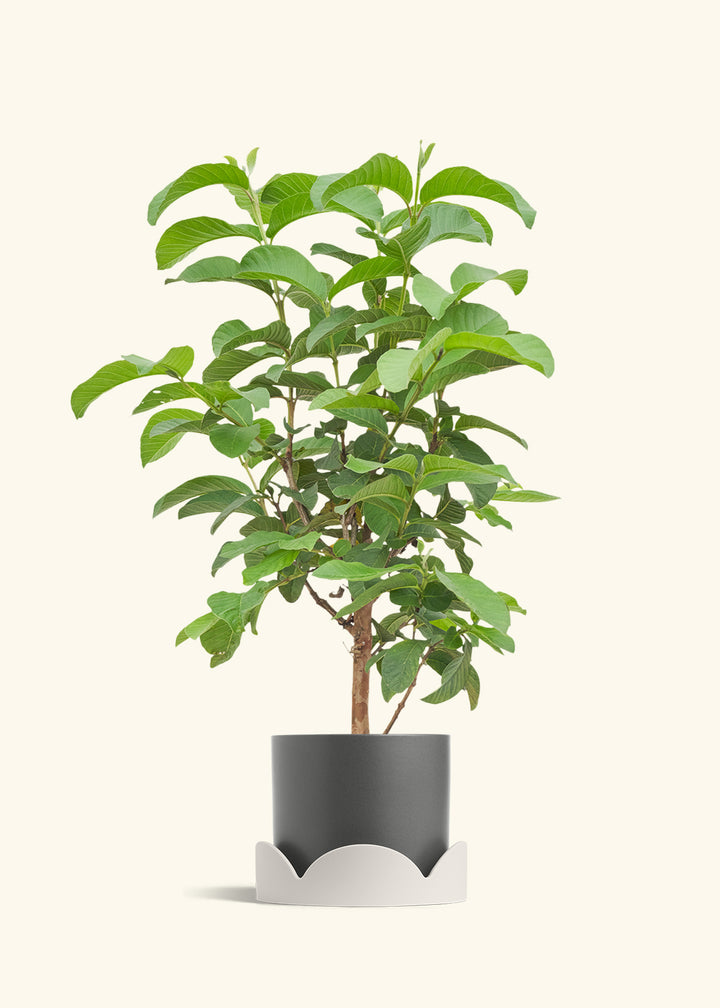 Guava Tree in a 7 inches Charcoal Classic Cylinder Planter in a Oat Petal Drip Tray
