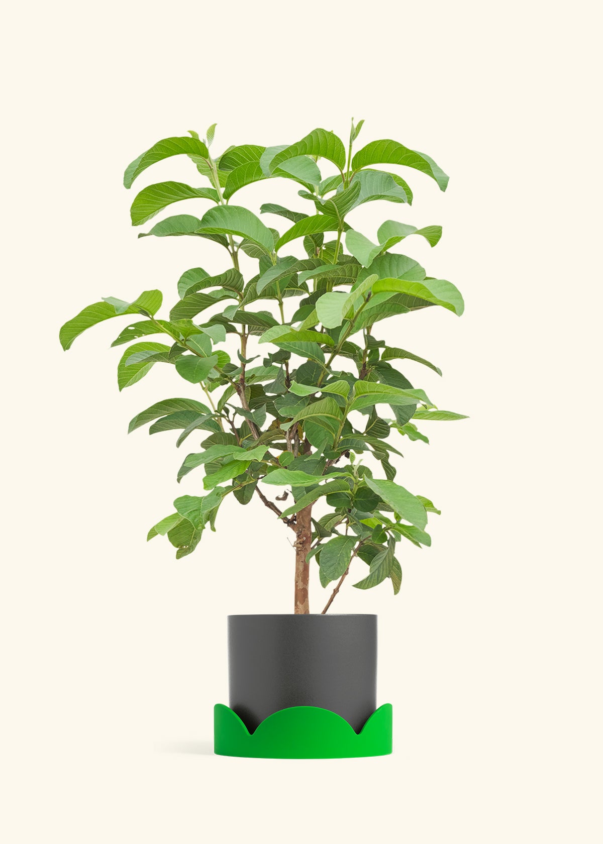 Guava Tree in a 7 inches Charcoal Classic Cylinder Planter in a Shamrock Petal Drip Tray
