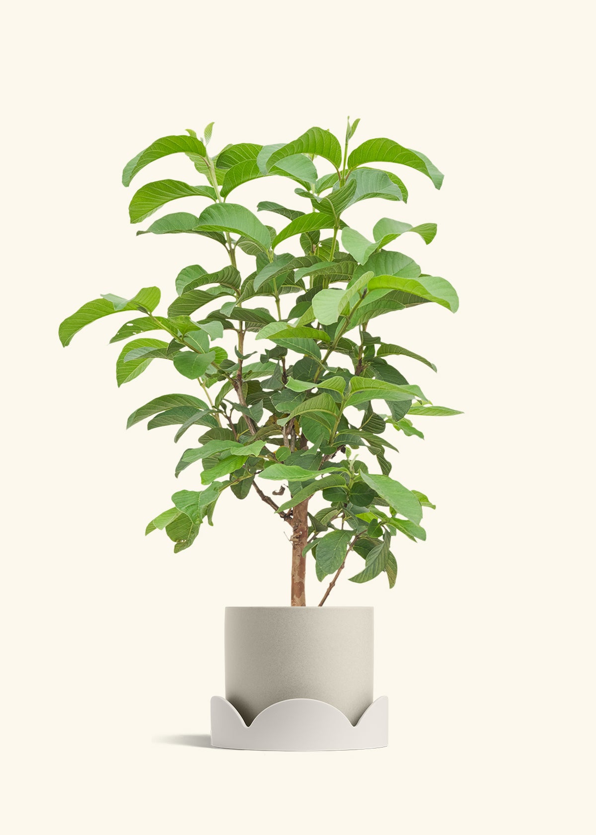 Guava Tree in a 7 inches Oat Classic Cylinder Planter in a Oat Petal Drip Tray
