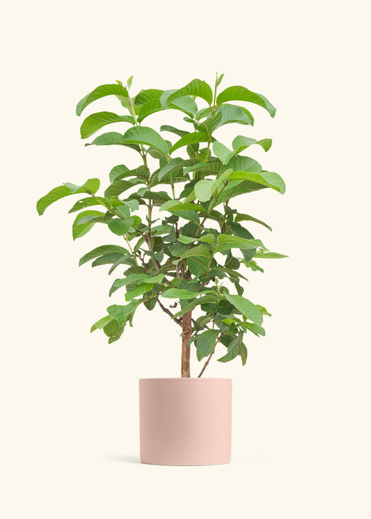 Guava Tree in a 7 inches Pink Classic Cylinder Planter 