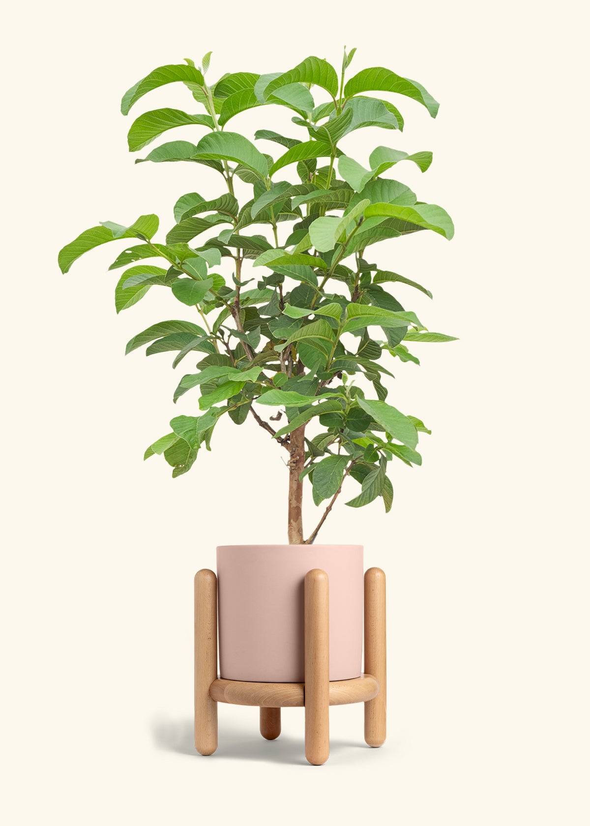 Guava Tree in a 7 inches Pink Classic Cylinder Planter in a Beech Wood Stand