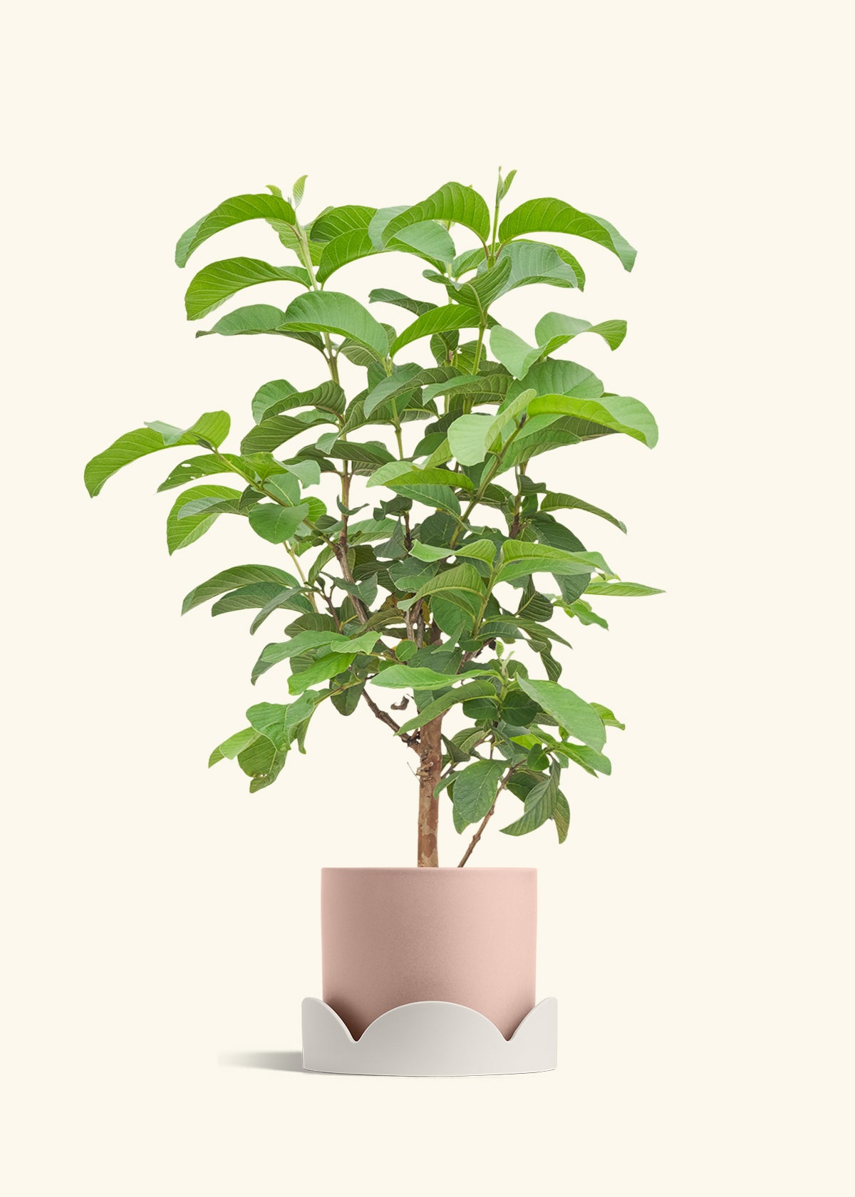 Guava Tree in a 7 inches Pink Classic Cylinder Planter in a Oat Petal Drip Tray
