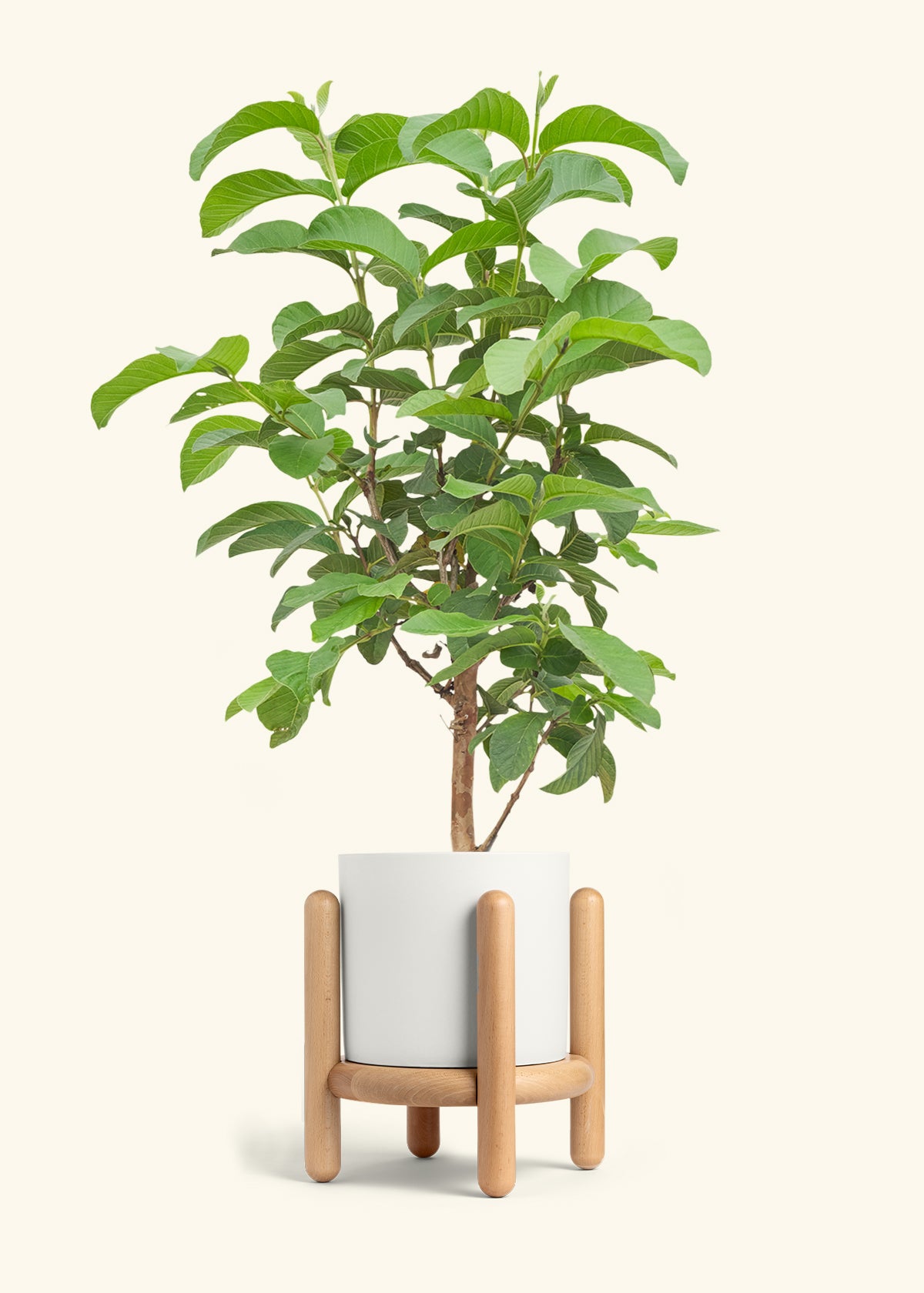 Guava Tree in a 7 inches White Classic Cylinder Planter in a Beech Wood Stand