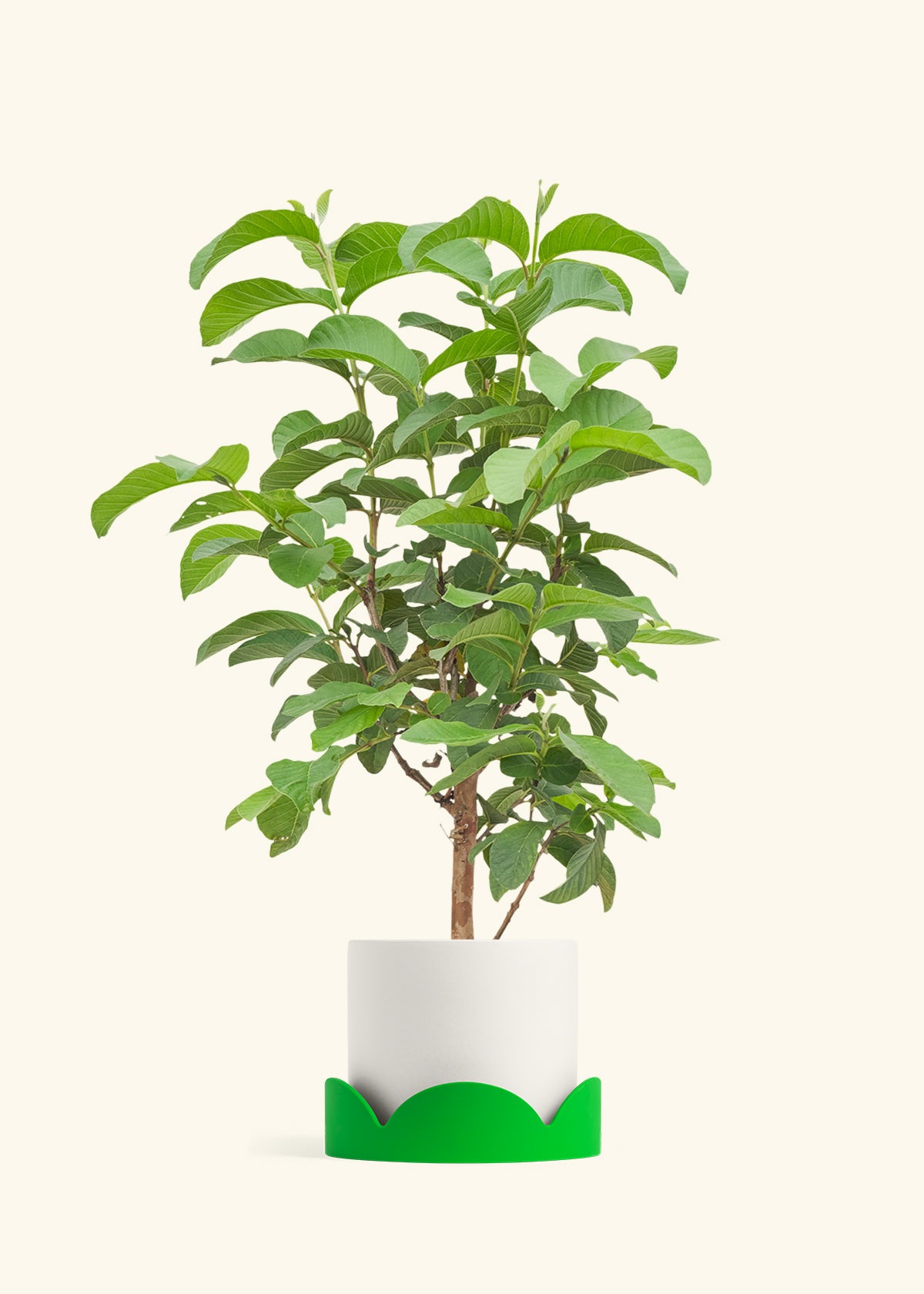 Guava Tree in a 7 inches White Classic Cylinder Planter in a Shamrock Petal Drip Tray