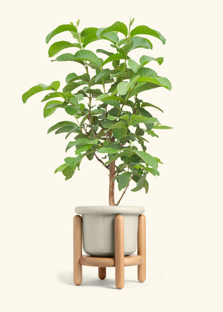 Guava Tree in a 7 inches Fat Lip Oat Planter in a Beech Wood Stand