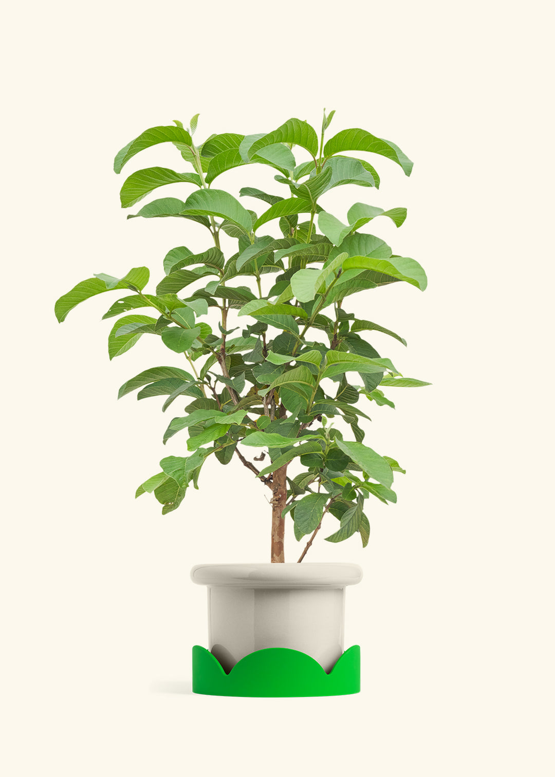 Guava Tree in a 7 inches Fat Lip Oat Planter in a Shamrock Petal Drip Tray