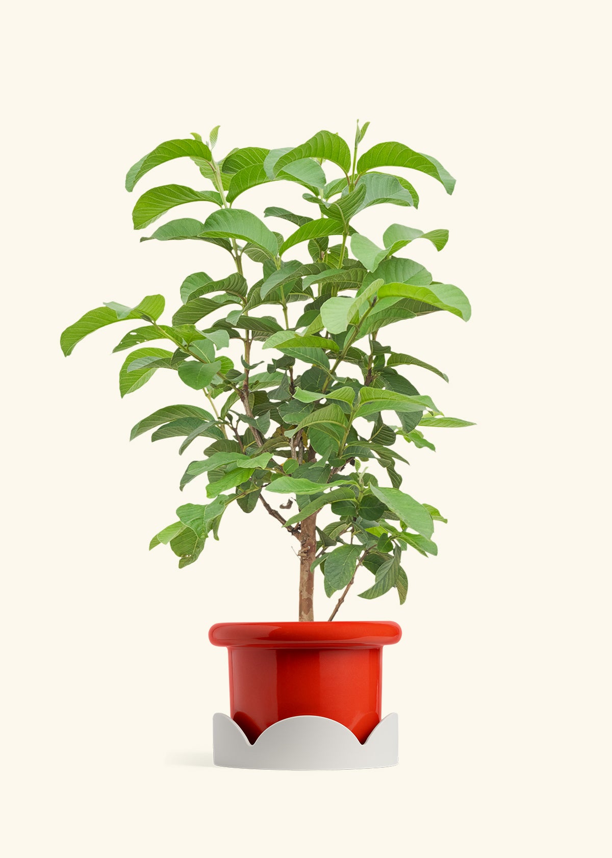 plant guava seeds in pot Guava Tree – Hey Rooted