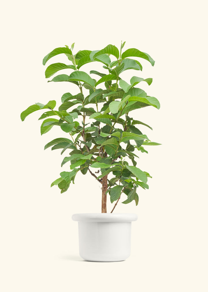 Guava Tree in a 7 inches Fat Lip White Planter 