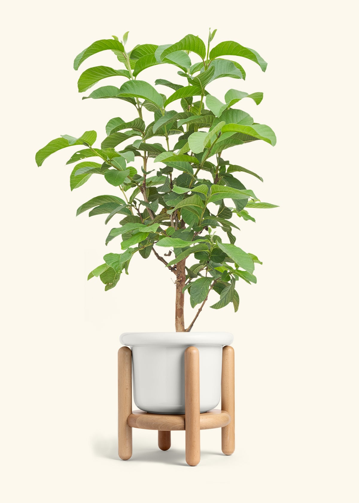 care of guava plant in pot Guava Tree – Hey Rooted