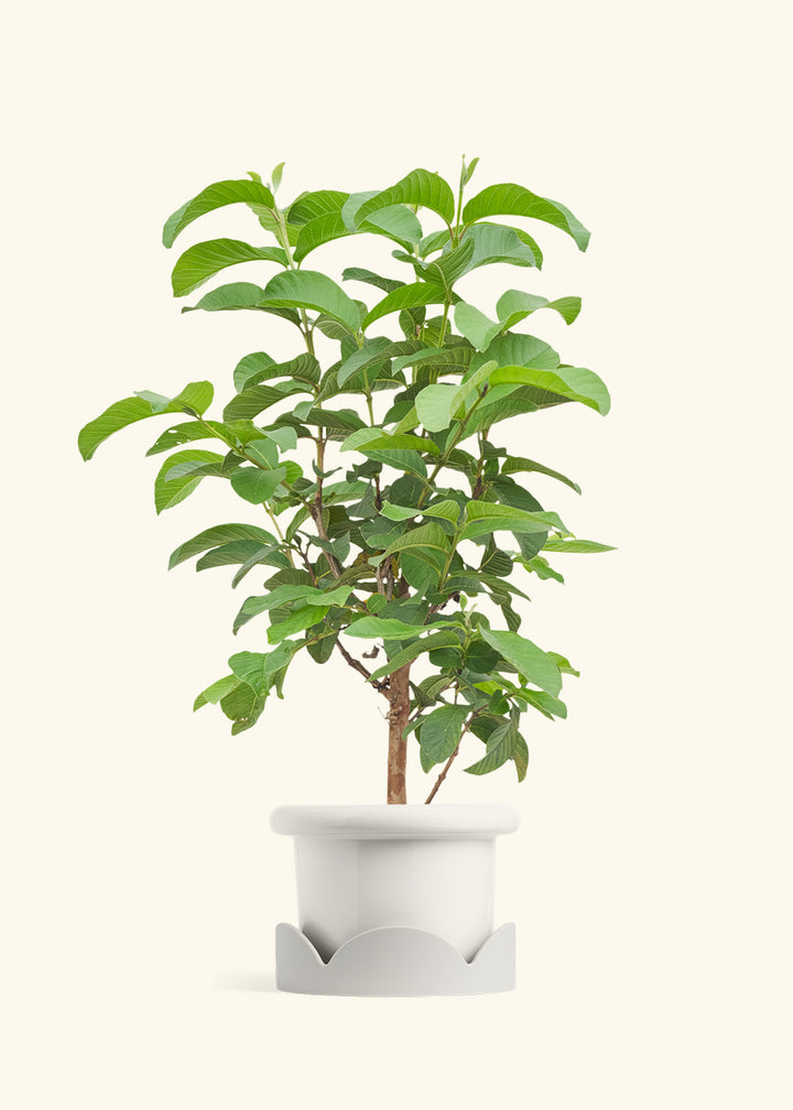 Guava Tree in a 7 inches Fat Lip White Planter in a Oat Petal Drip Tray