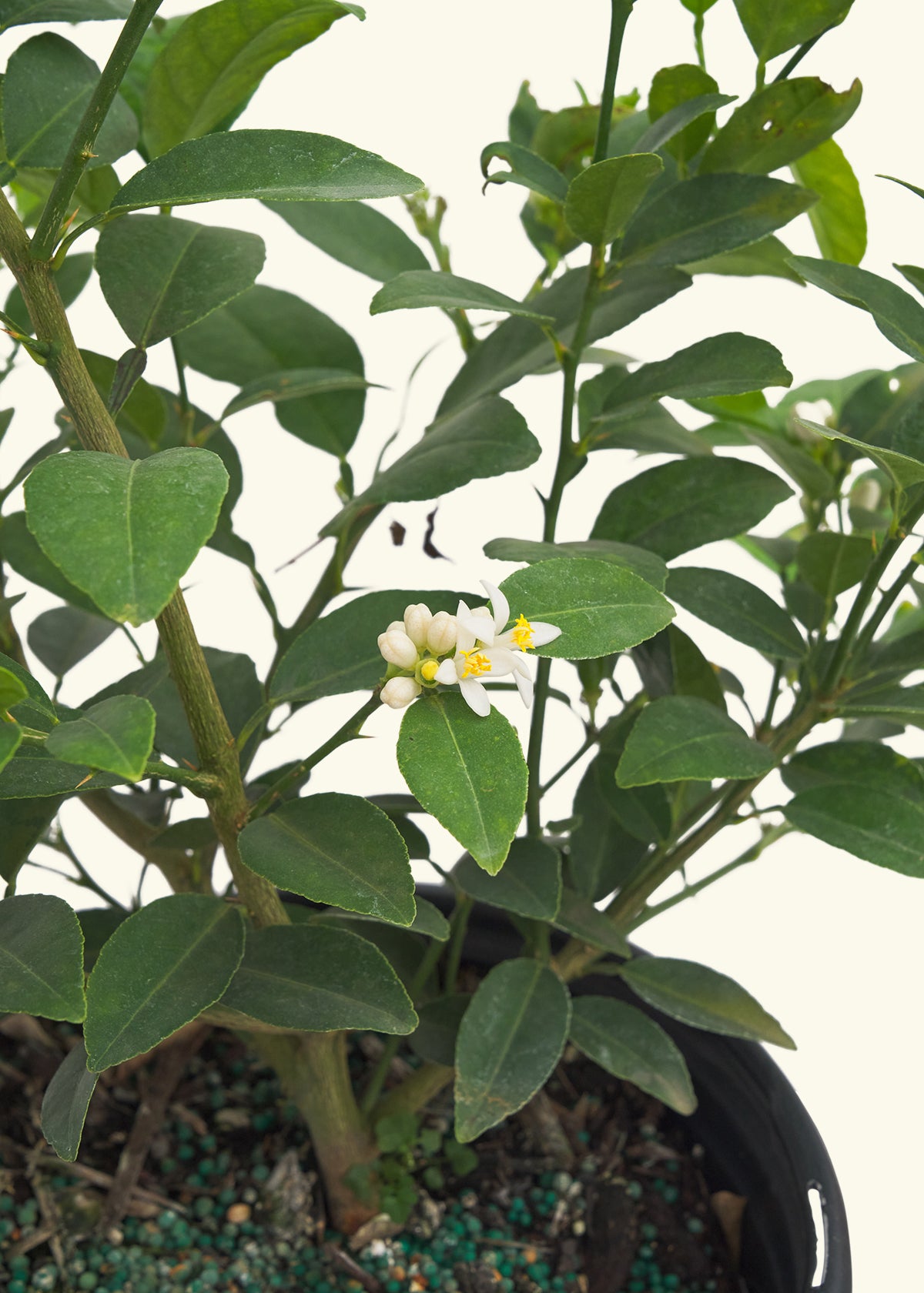 Key Lime Tree, Large in a grow pot
