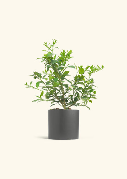 Key Lime Tree in a 7 inches Oat Classic Cylinder Planter 