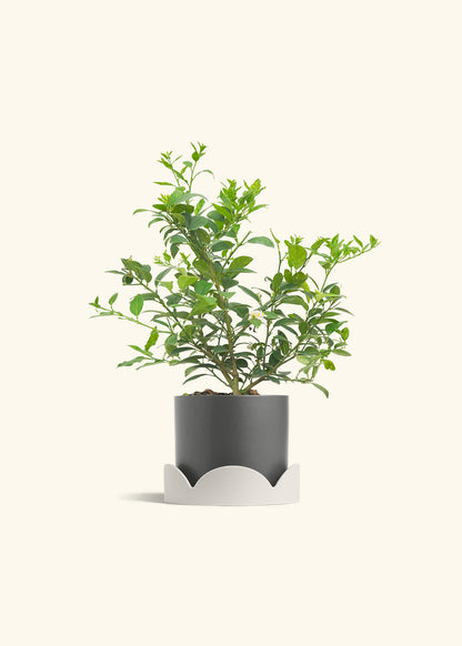 Key Lime Tree in a 7 inches Oat Classic Cylinder Planter in a Oat Petal Drip Tray